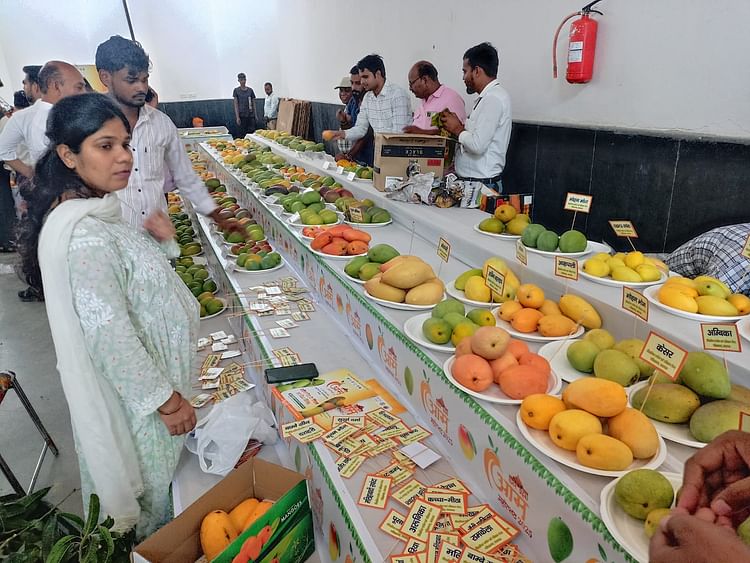 UP : तीन दिन का आम महोत्सव आज से लखनऊ में , सीएम योगी करेंगे शुभारंभ; 800 से अधिक किस्मों के फल रहेंगे उपलब्ध