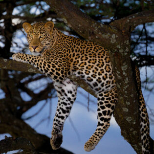 🐾 लालकुआँ में तेंदुए का आतंक! बच्चीधर्मा गाँव में दिखा गुलदार, ग्रामीणों में मचा हड़कंप